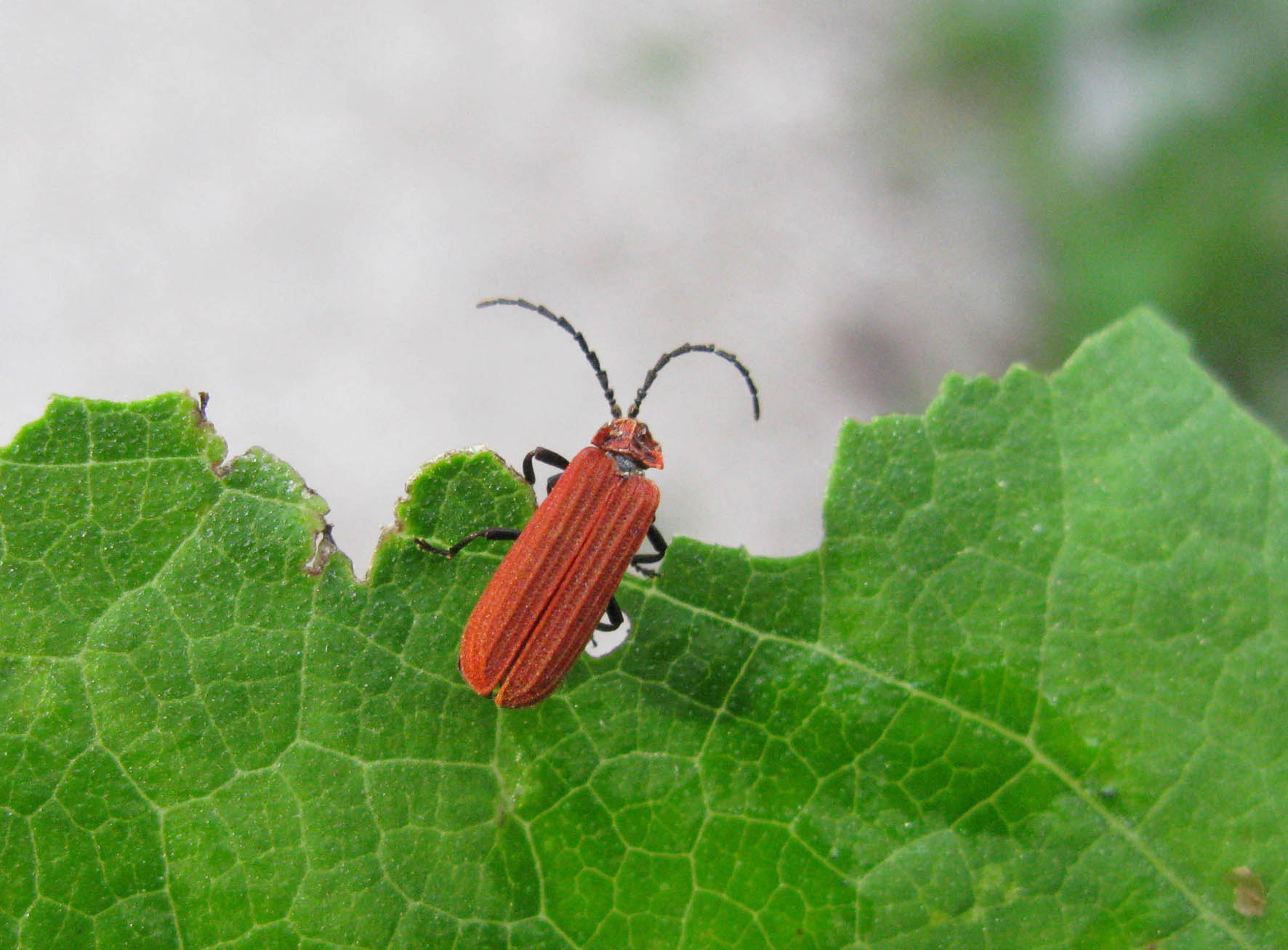 coleottero da identificare: fam. Lycidae